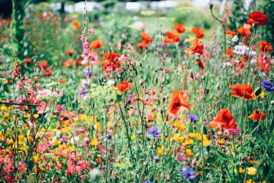 Zo maak je je tuin aantrekkelijk voor bijen en vlinders