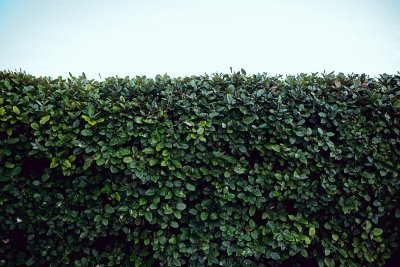 Een groene schutting leg je zo zelf aan