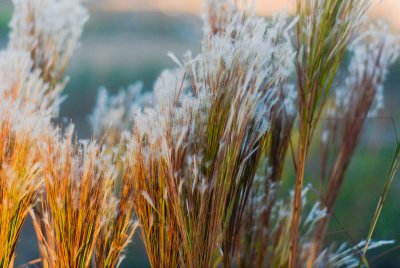 Zo verleng je de bloei van je tuin tot diep in de herfst