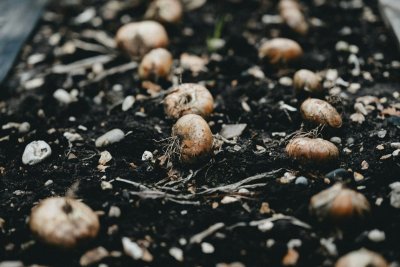 Dit is de beste tijd om bloembollen te planten