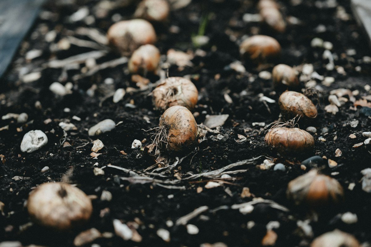 Dit is de beste tijd om bloembollen te planten